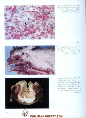 09.jpg
