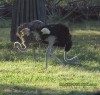 ostrich1700.jpg