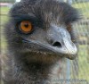 pic-emu.jpg