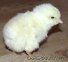 PenesWheatenChik.jpg