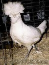 PolWhiteHen.jpg