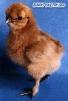 SilkieRedChik.jpg