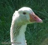 goose_a2.JPG