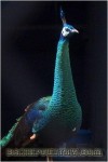 greenpeafowl01.jpg