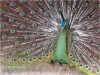 greenpeafowl03.jpg