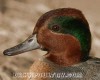 greenwing-teal-drake2.jpg