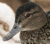 greenwing-teal-duck2.jpg