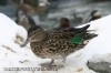 greenwing-teal-hen.jpg