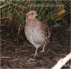 bobwhite01.jpg