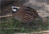 bobwhite03.jpg