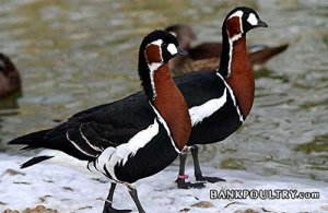 red-breasted-goose_lge.JPG