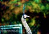 pavo-muticus-31-gross.jpg