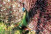 pavo-muticus-32-gross.jpg