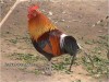 redjunglefowl01.jpg