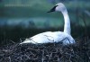 TrumpeterSwan1.jpg