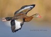 Whistling_duck.jpg