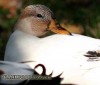 silver-bantam-duck.jpg