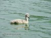 swan80_picture.JPG