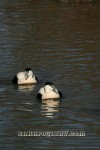 w_eider_0180.jpg